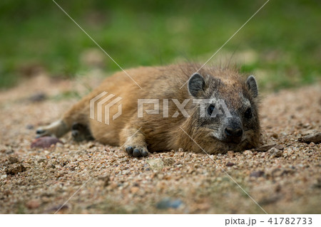 Rock hyrax lying on sand facing camera 41782733