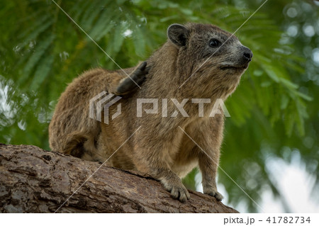 Rock hyrax scratching itself on thick branch Rock hyrax scratching itself on thick branch 41782734