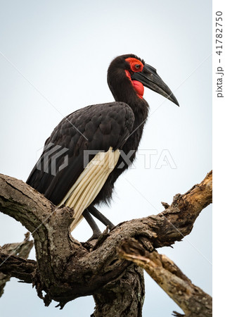Southern ground hornbill in profile on branch Southern ground hornbill in profile on branch 41782750