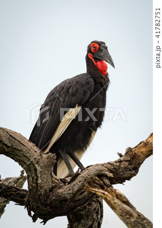 Southern ground hornbill on twisted dead branches Southern ground hornbill on twisted dead branches 41782751