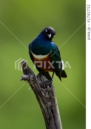 Superb starling looks down on dead branch Superb starling looks down on dead branch 41782752
