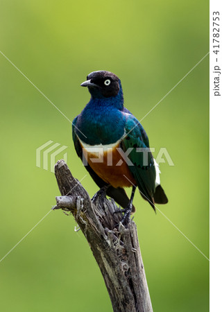 Superb starling looks left on dead branch Superb starling looks left on dead branch 41782753