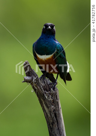 Superb starling on branch looks at camera Superb starling on branch looks at camera 41782756