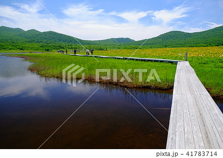 雄国沼とニッコウキスゲ 雄国沼とニッコウキスゲ 41783714