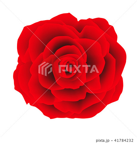 赤い薔薇のイラストのイラスト素材