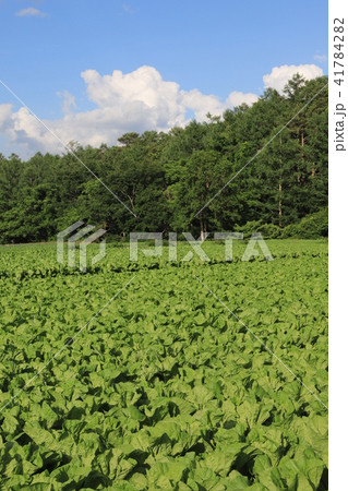 キャベツ畑　高原野菜　八ヶ岳 41784282