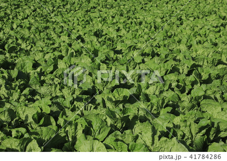 キャベツ畑　高原野菜　八ヶ岳 41784286