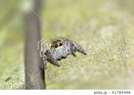 ネコハエトリ ネコハエトリ 41784466