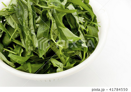 空心菜(クウシンサイ)の葉 空心菜(クウシンサイ)の葉 41784550