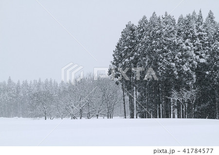 雪の里山　降雪　雪 41784577