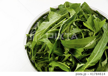 空心菜(クウシンサイ)の葉 空心菜(クウシンサイ)の葉 41784614
