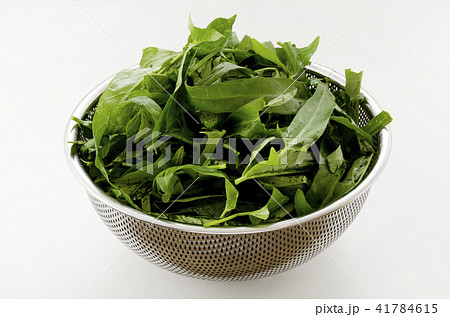 空心菜（クウシンサイ）の葉 41784615