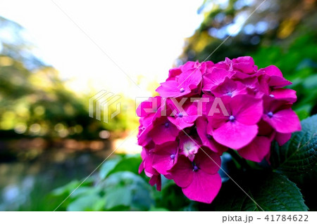 紫陽花 紫陽花 41784622