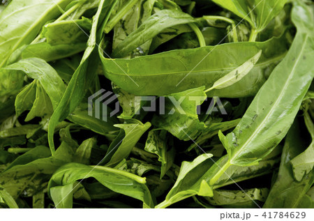 空心菜(クウシンサイ)の葉 アップ 空心菜(クウシンサイ)の葉 アップ 41784629
