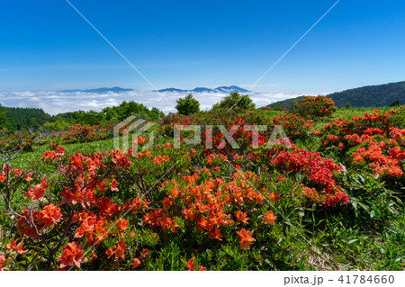 初夏の美ヶ原高原 レンゲツツジと雲海の写真素材
