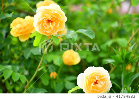 薔薇 グラハムトーマス 薔薇 グラハムトーマス 41784832