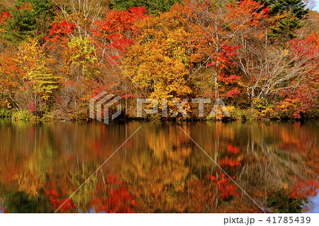 八方湖の紅葉 41785439