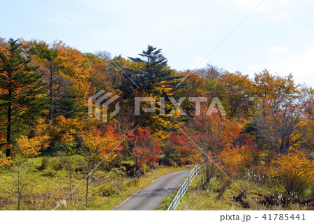 八方ヶ原の紅葉 41785441