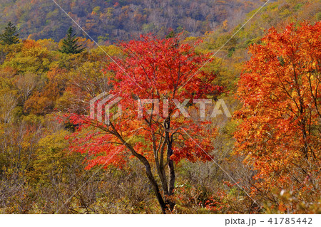 八方ヶ原の紅葉 41785442