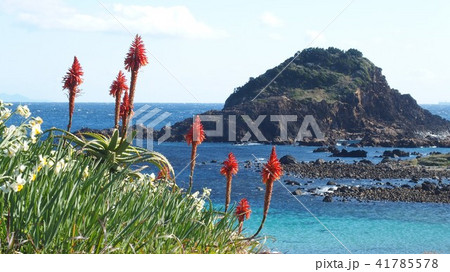 海辺に咲く 41785578