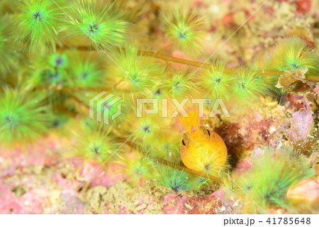 ケヤリソウ&コケギンポ ケヤリソウ&コケギンポ 41785648