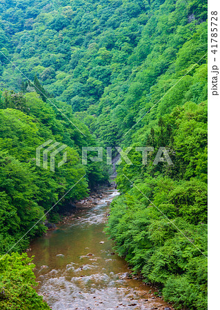 新緑の川 新緑の川 41785728