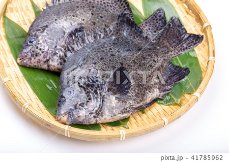 石垣鯛　食材 41785962