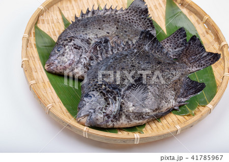 石垣鯛 食材 石垣鯛 食材 41785967