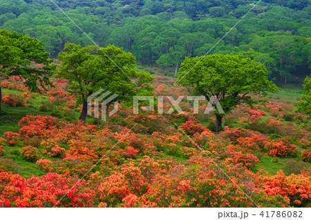 レンゲツツジと新緑の木立 41786082