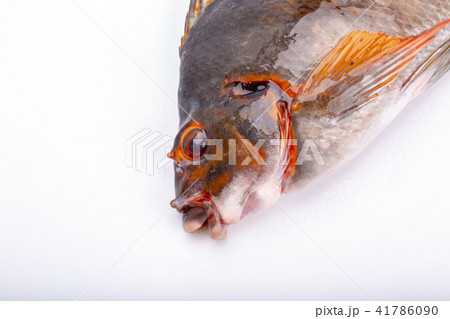 タカノハダイ 食材 タカノハダイ 食材 41786090