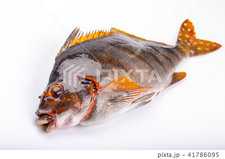 タカノハダイ 食材 タカノハダイ 食材 41786095