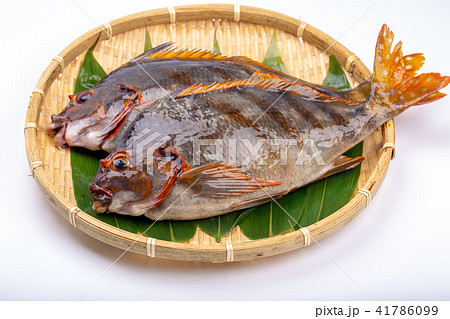 タカノハダイ　食材 41786099