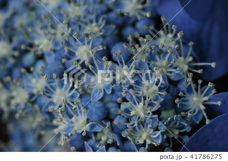 ガクアジサイの真花 41786275