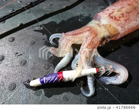 イカメタル（鉛スッテ）で釣ったケンサキイカ 41786666