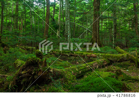 白駒の森 41786816