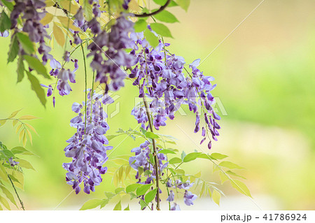 藤ツル 紫藤 ヤマフジ 41786924