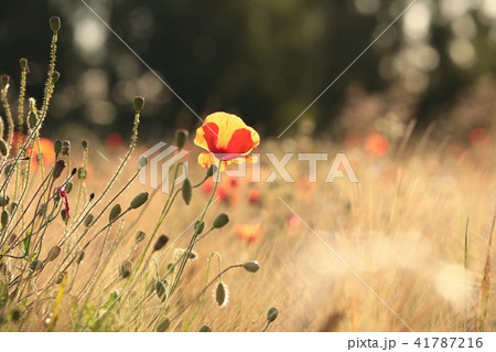 Poppy in the field at dawn  41787216