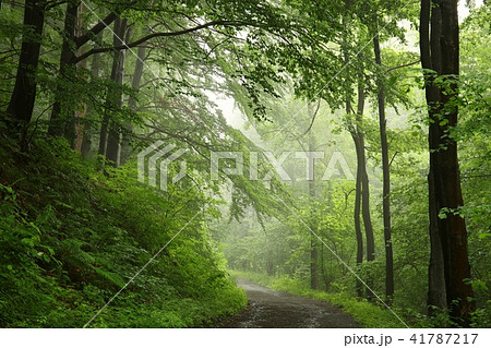 Path through a foggy beech forest Path through a foggy beech forest 41787217
