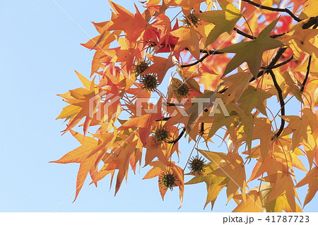 モミジバフウの紅葉と実 41787723