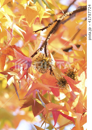 モミジバフウの紅葉と実 41787724