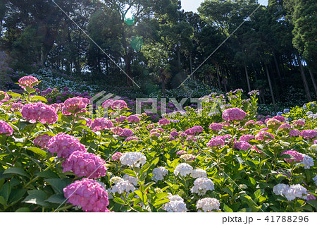 服部農園 あじさい屋敷の紫陽花 千葉県茂原市の写真素材 4176