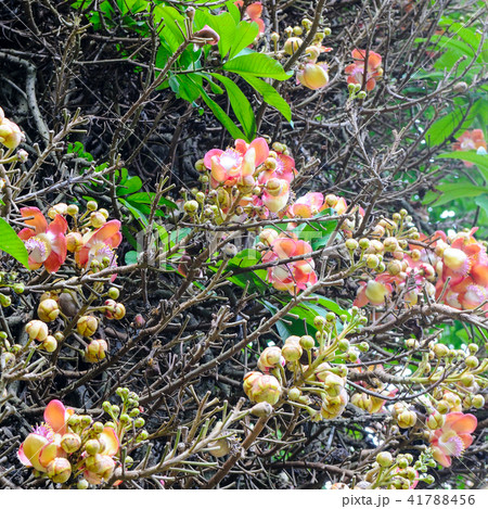 The flower of the sacred Bo tree. Sri Lanka. 41788456