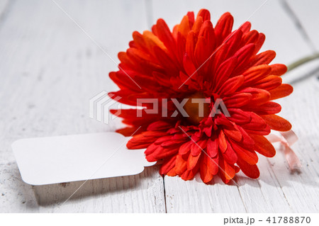Red gerbera on wooden table Red gerbera on wooden table 41788870