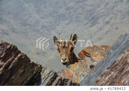 Mountain goat head hidden looking at camera 41789422