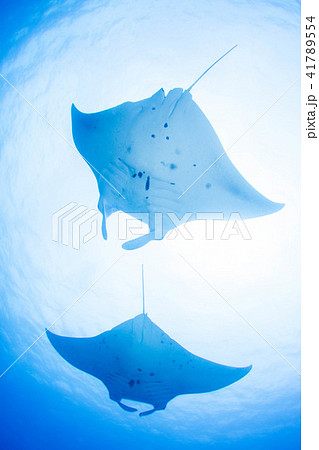 マンタ マンタ 41789554