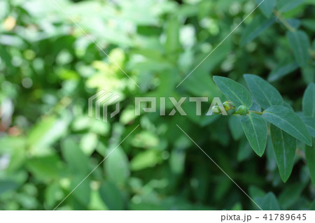 ヒペリクム・ヒドコートの花の蕾 41789645