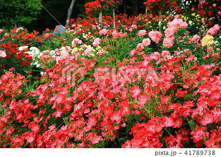 花巻温泉 バラ園 花巻温泉 バラ園 41789738