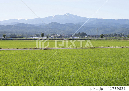 田園を望む白山の遠望（早朝） 41789821