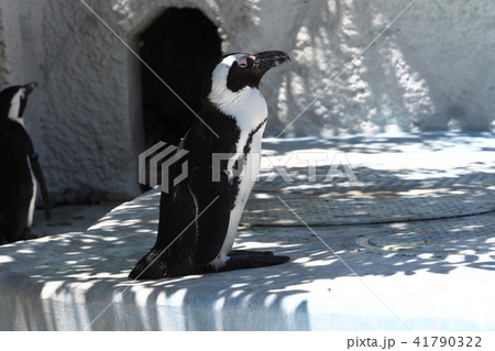 上野動物園のペンギンたちの写真素材