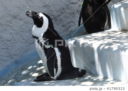 上野動物園のペンギンたち 上野動物園のペンギンたち 41790323